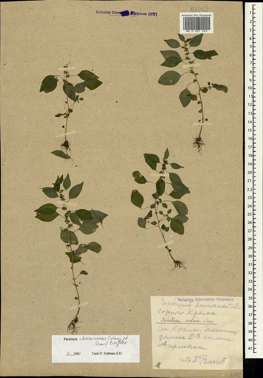 Parietaria lusitanica subsp. chersonensis (Láng & Szov.) Chrtek, Crimea (KRYM) (Russia)