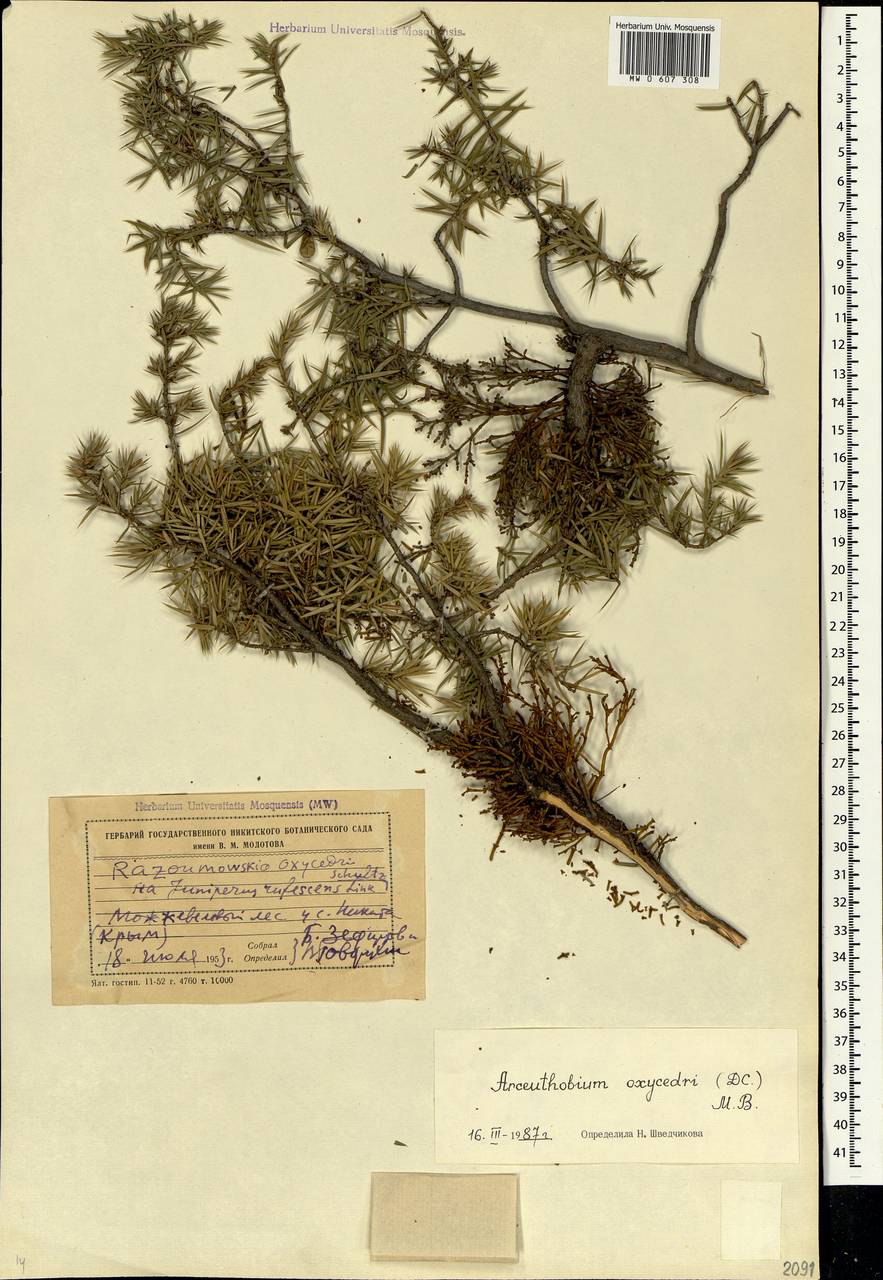 Arceuthobium oxycedri (DC.) M. Bieb., Crimea (KRYM) (Russia)