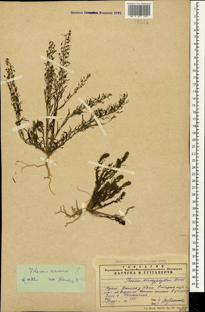 Thesium ramosum Hayne, Crimea (KRYM) (Russia)