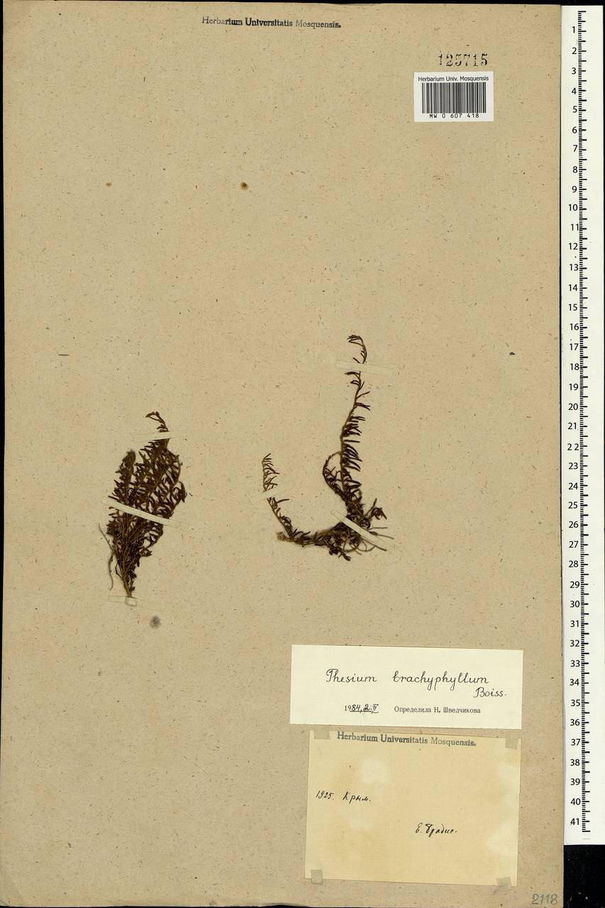 Thesium procumbens C. A. Mey., Crimea (KRYM) (Russia)