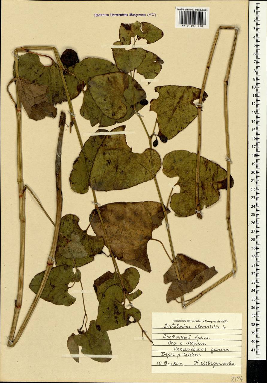 Aristolochia clematitis L., Crimea (KRYM) (Russia)