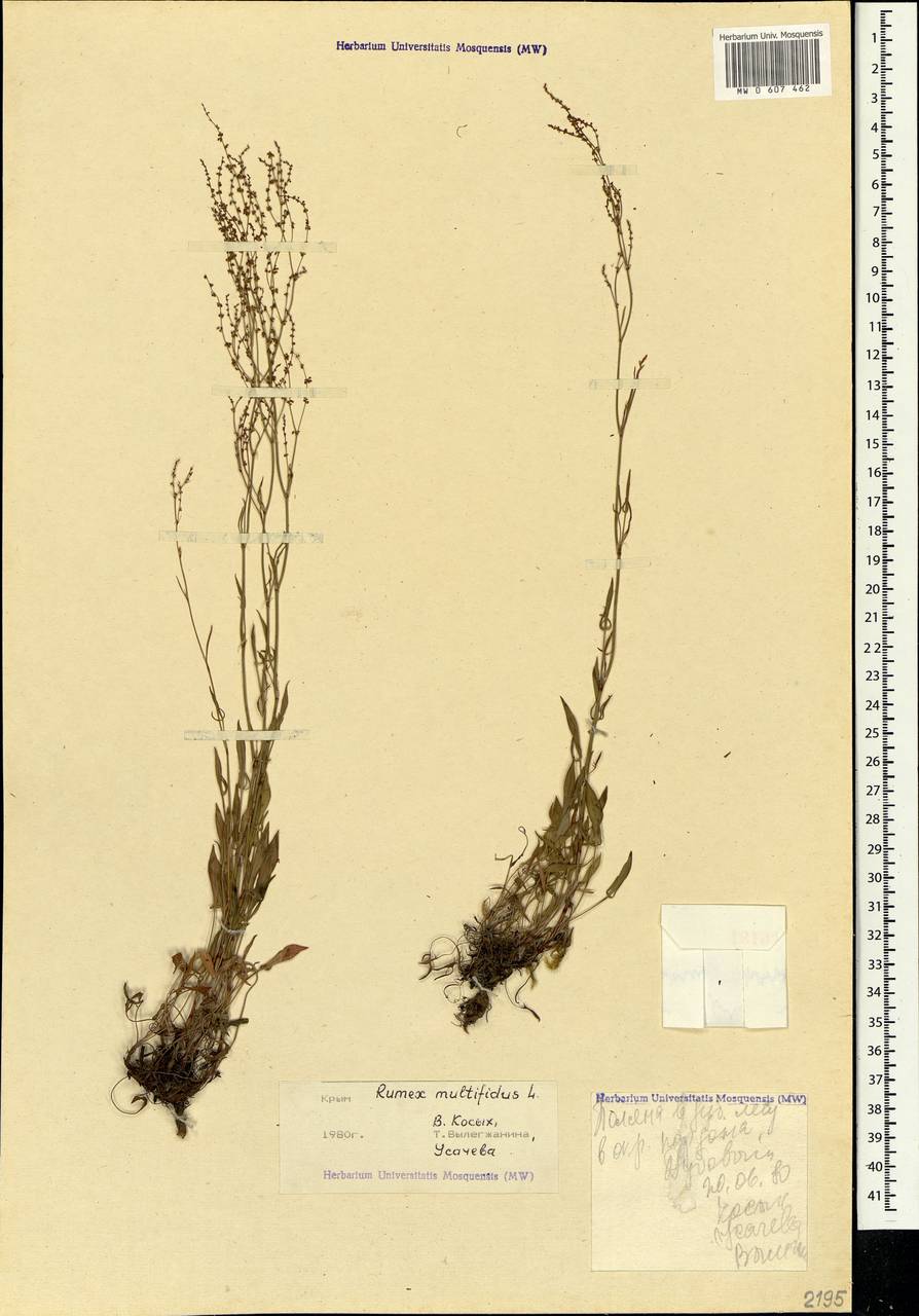 Rumex acetosella subsp. multifidus (L.) Schübl. & G. Martens, Crimea (KRYM) (Russia)