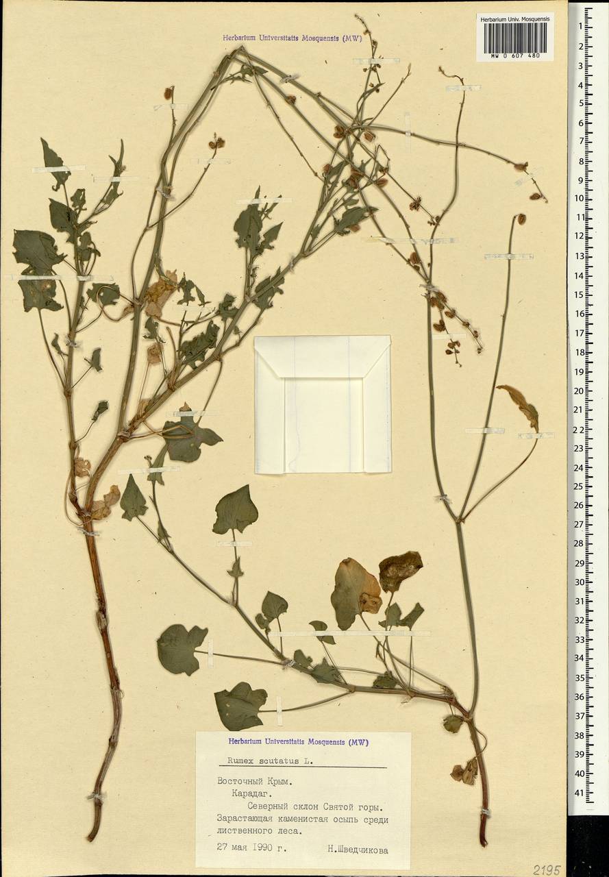 Rumex scutatus L., Crimea (KRYM) (Russia)