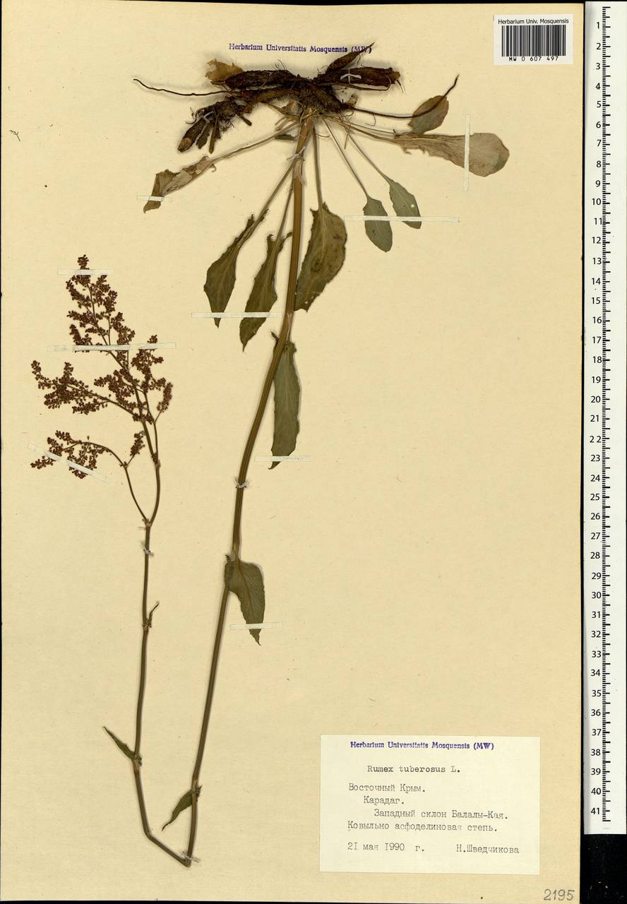 Rumex tuberosus L., Crimea (KRYM) (Russia)