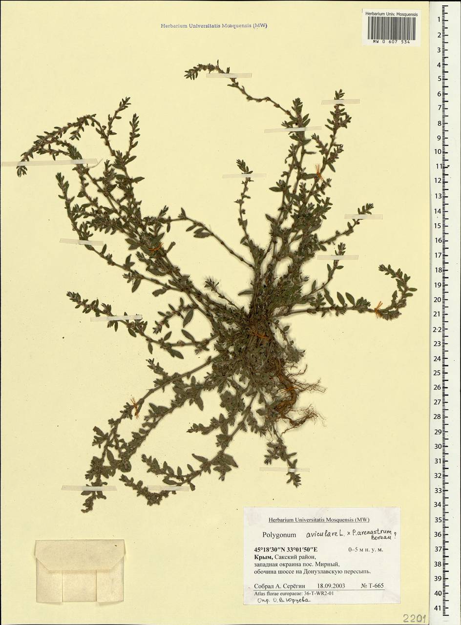 Polygonum aviculare L., Crimea (KRYM) (Russia)