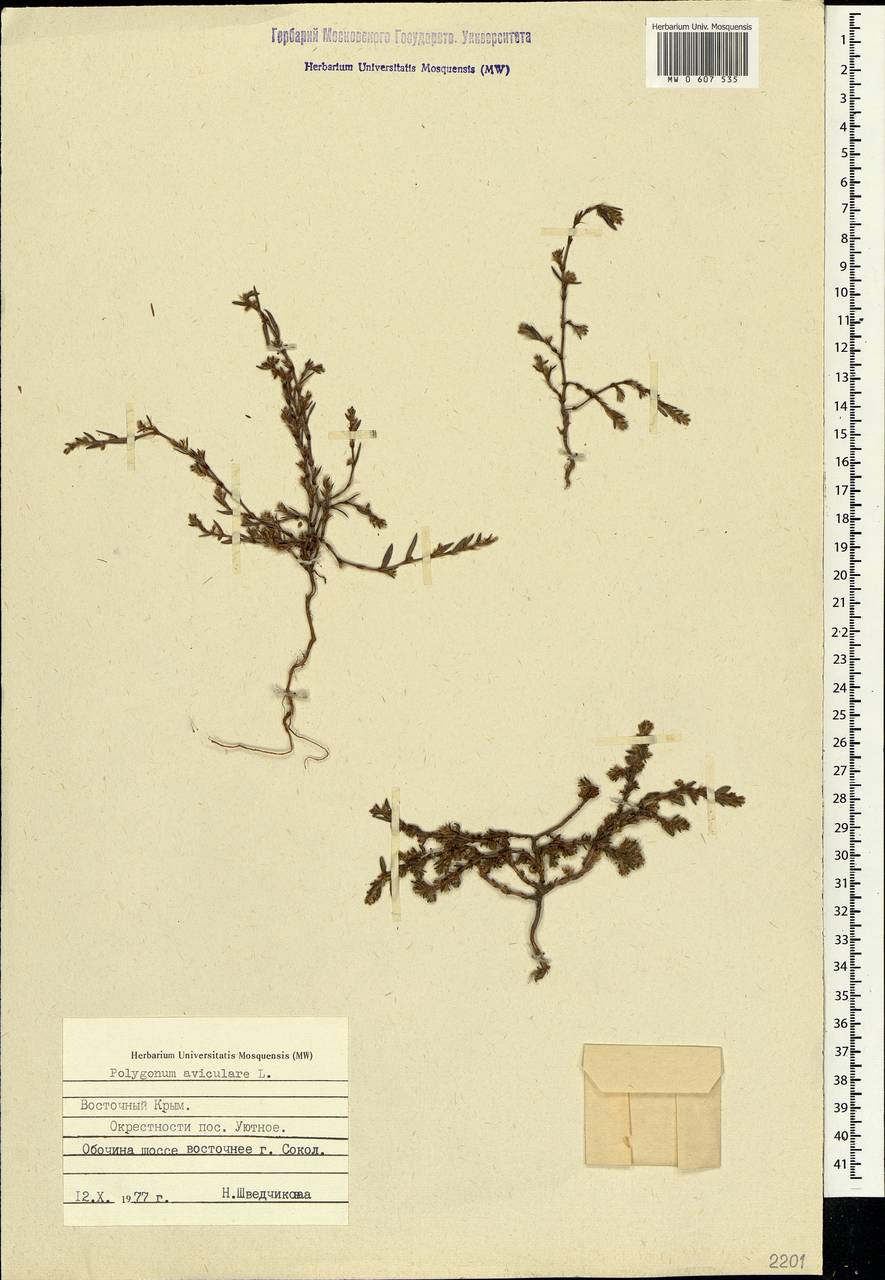 Polygonum aviculare L., Crimea (KRYM) (Russia)