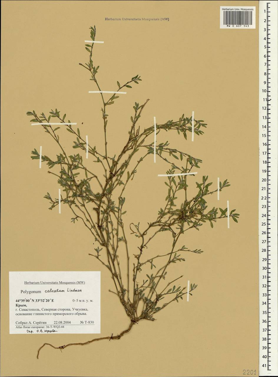 Polygonum arenastrum subsp. calcatum (Lindm.) Wisskirchen, Crimea (KRYM) (Russia)