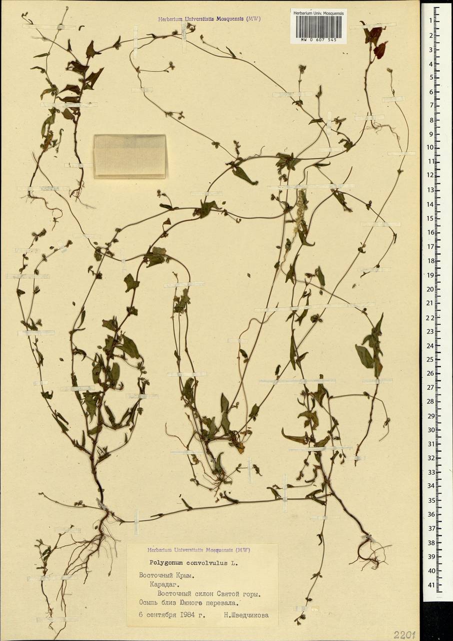 Fallopia convolvulus (L.) Á. Löve, Crimea (KRYM) (Russia)