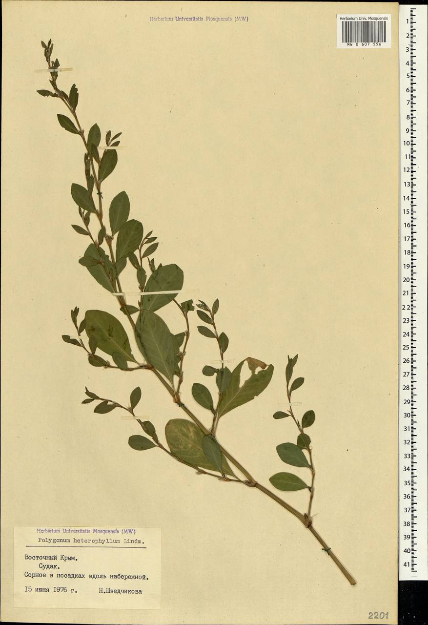 Polygonum aviculare subsp. aviculare, Crimea (KRYM) (Russia)