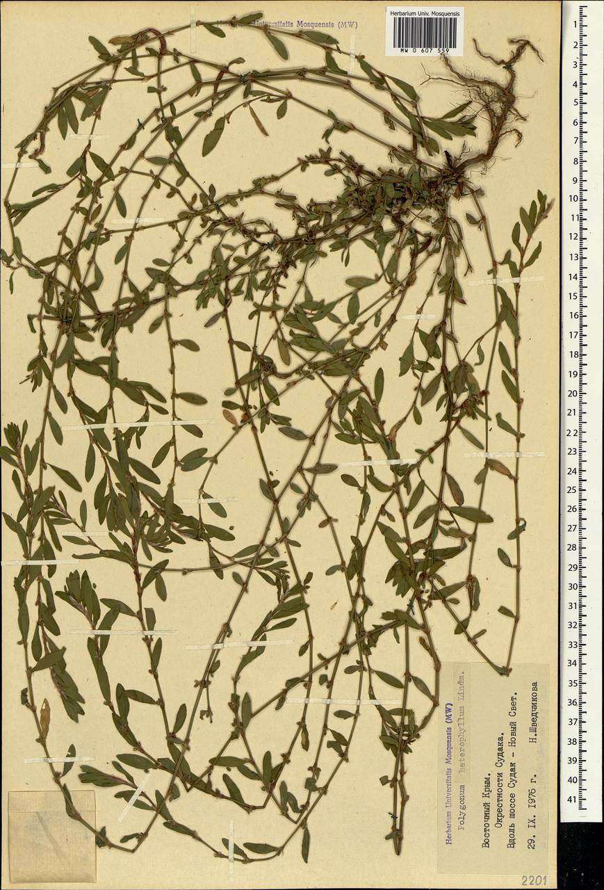 Polygonum aviculare subsp. aviculare, Crimea (KRYM) (Russia)