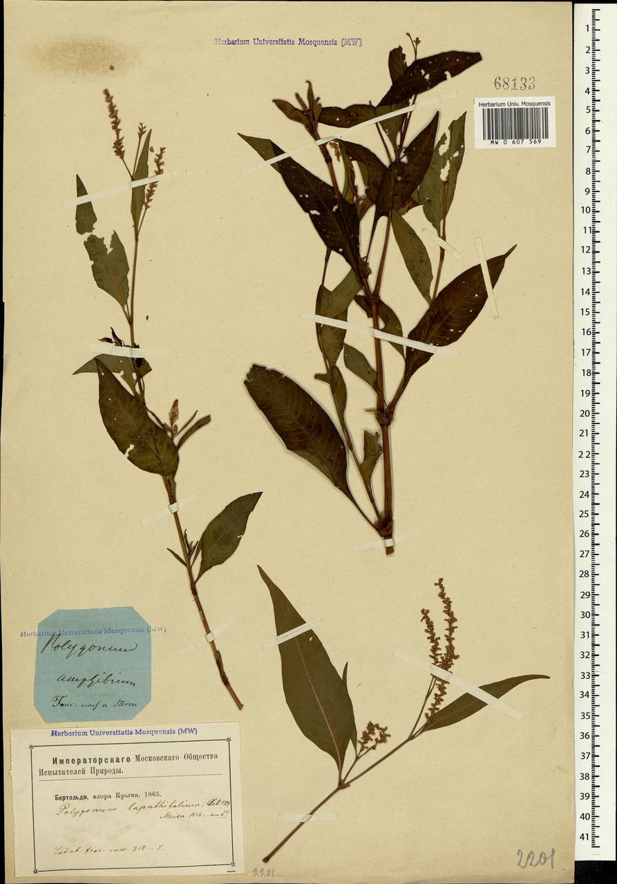 Persicaria lapathifolia (L.) Gray, Crimea (KRYM) (Russia)