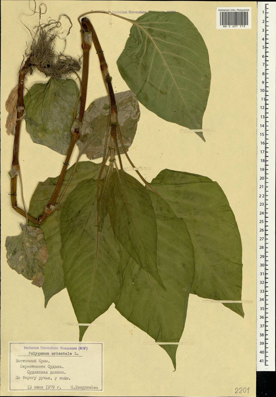Persicaria orientalis (L.) Spach, Crimea (KRYM) (Russia)