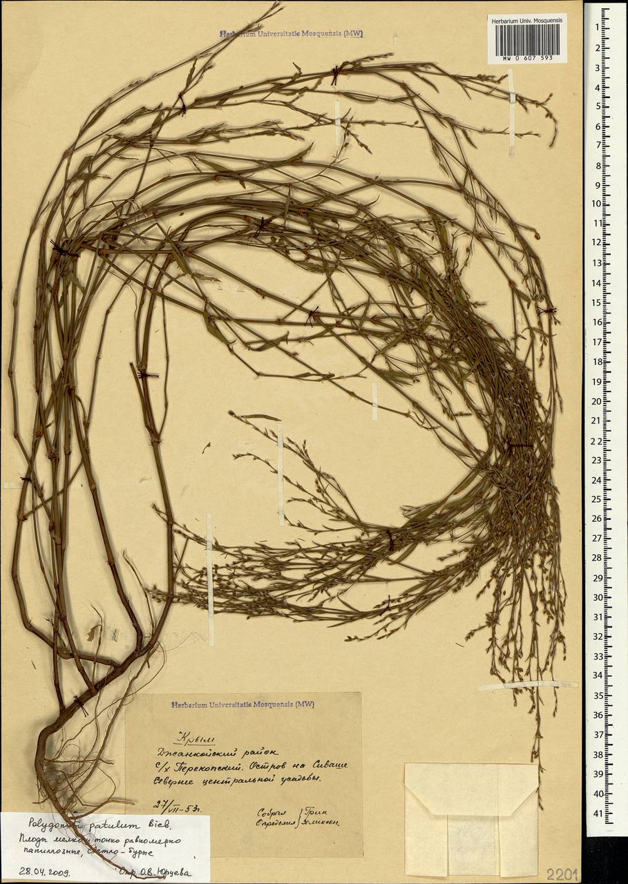 Polygonum patulum M.Bieb., Crimea (KRYM) (Russia)