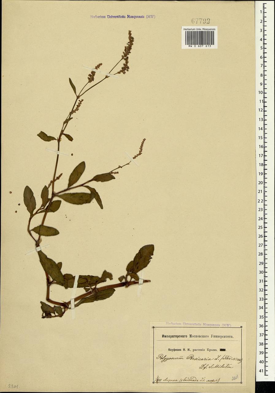 Persicaria maculosa Gray, Crimea (KRYM) (Russia)