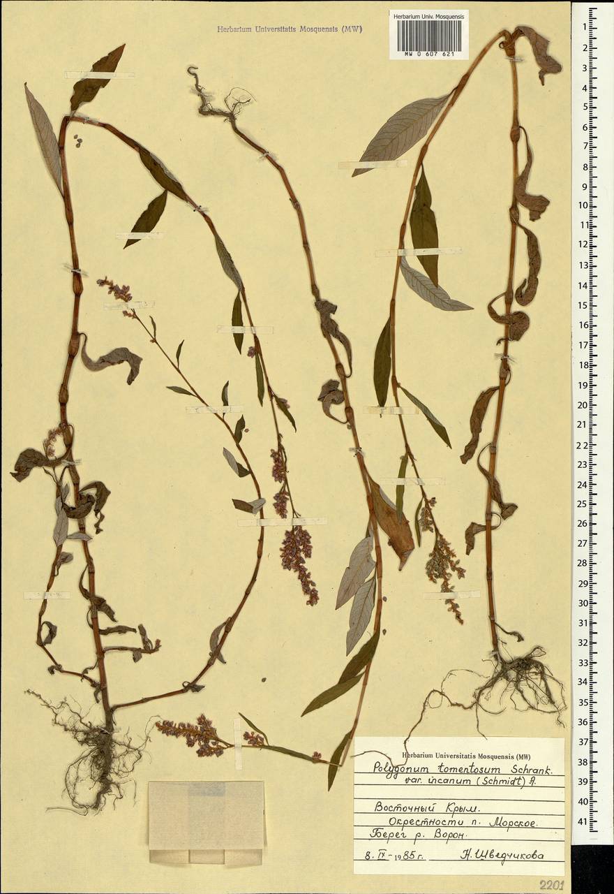 Persicaria lapathifolia (L.) Gray, Crimea (KRYM) (Russia)