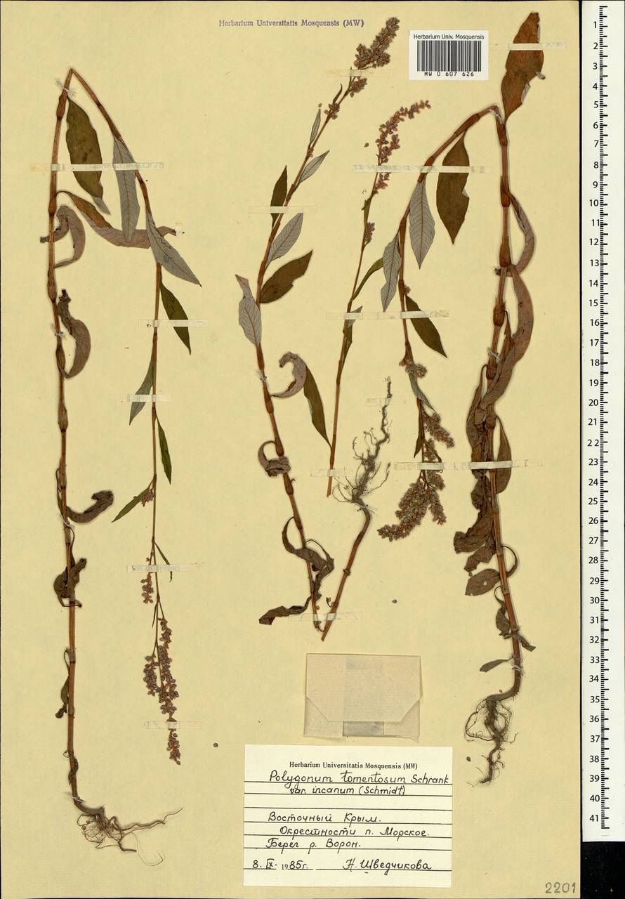 Persicaria lapathifolia (L.) Gray, Crimea (KRYM) (Russia)