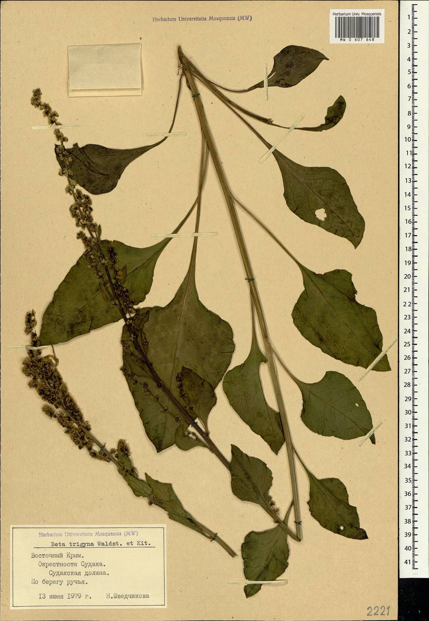 Beta trigyna Waldst. & Kit., Crimea (KRYM) (Russia)