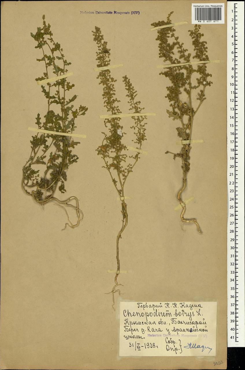 Dysphania botrys (L.) Mosyakin & Clemants, Crimea (KRYM) (Russia)
