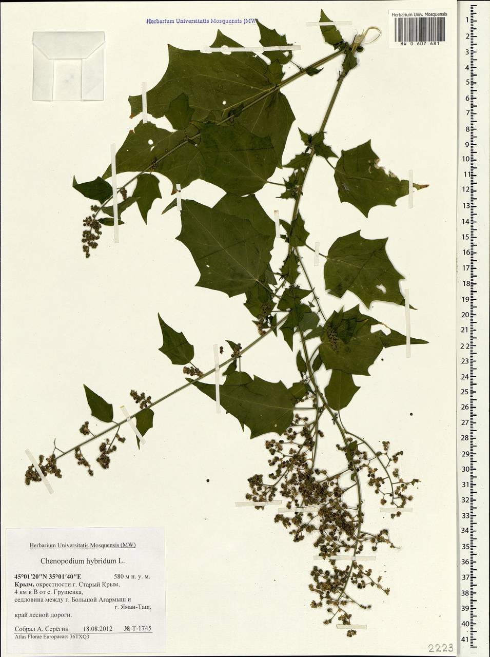 Chenopodiastrum hybridum (L.) S. Fuentes, Uotila & Borsch, Crimea (KRYM) (Russia)