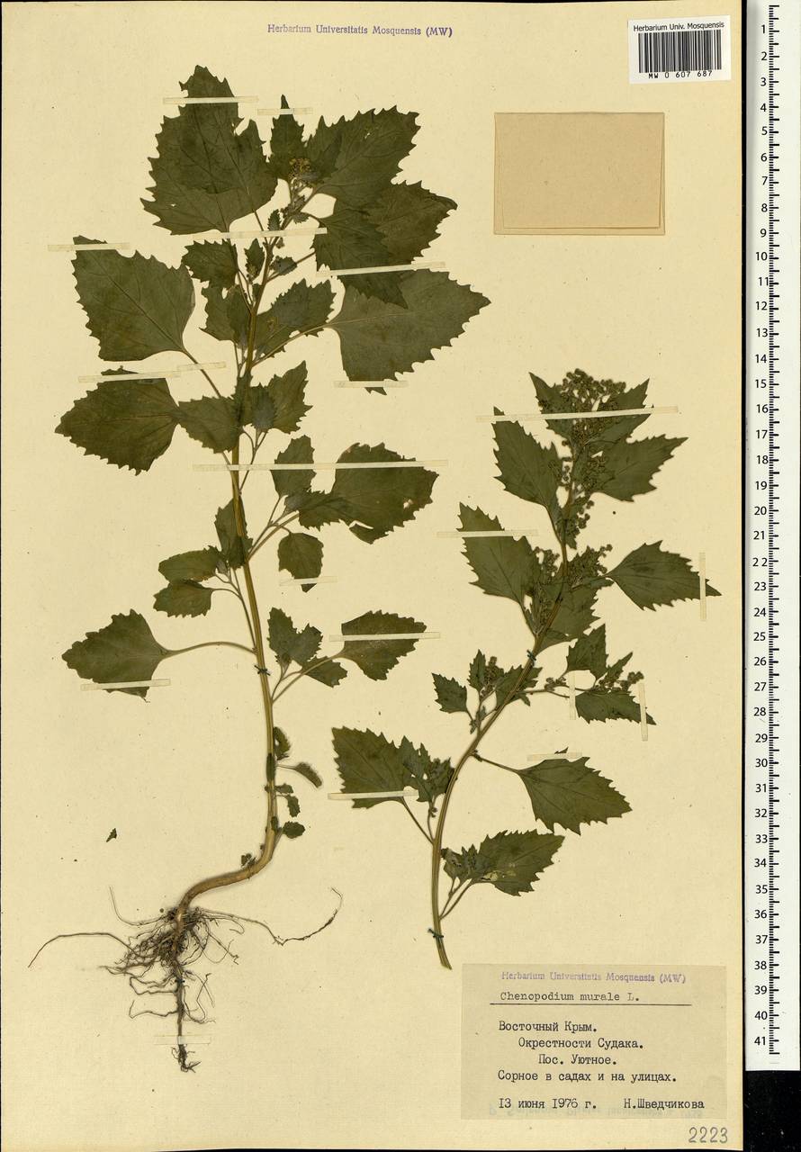 Chenopodiastrum murale (L.) S. Fuentes, Uotila & Borsch, Crimea (KRYM) (Russia)
