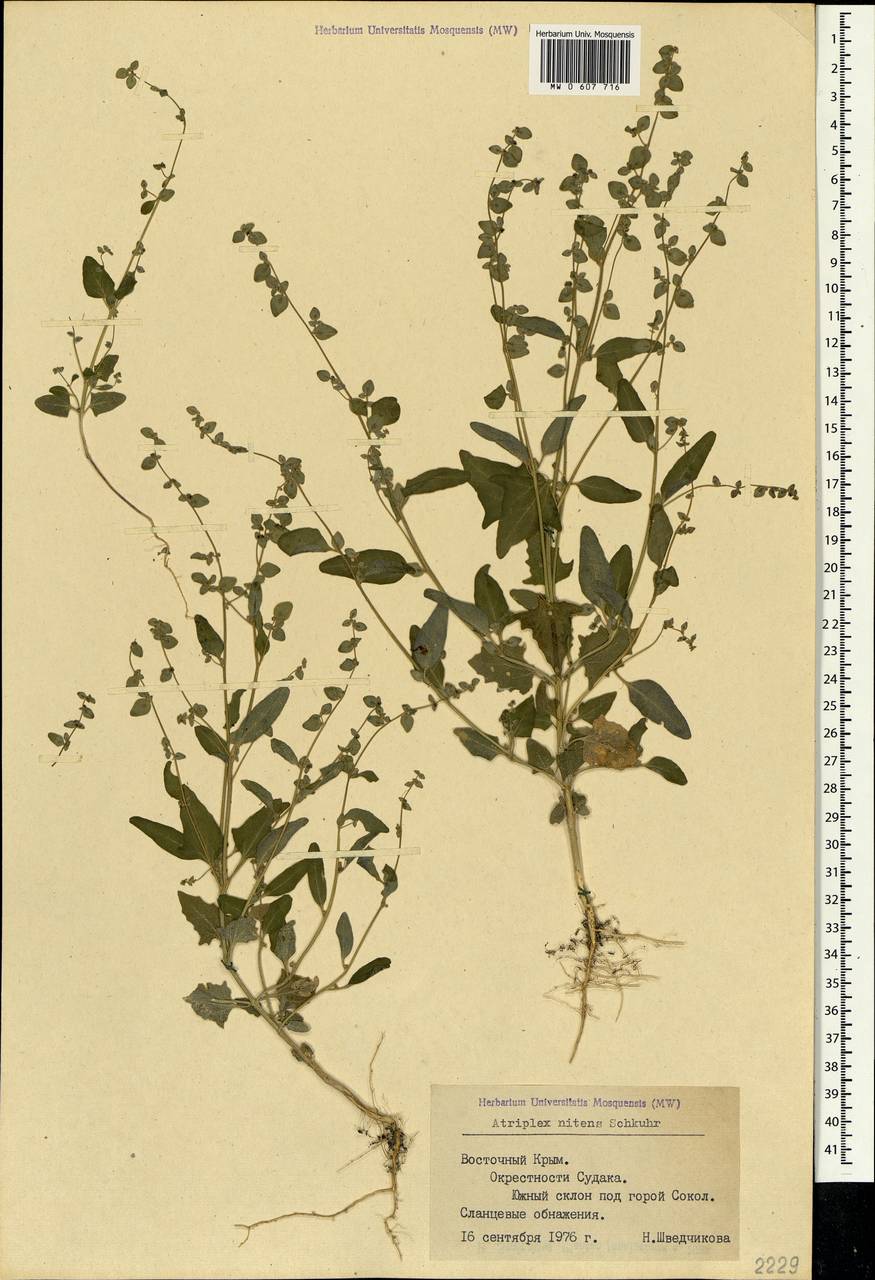 Atriplex aucheri Moq., Crimea (KRYM) (Russia)