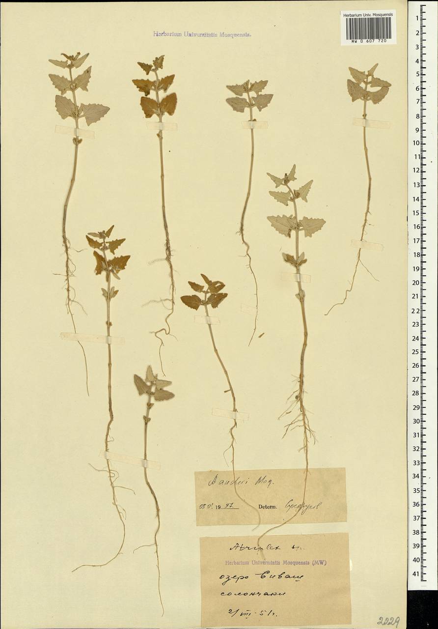 Atriplex aucheri Moq., Crimea (KRYM) (Russia)