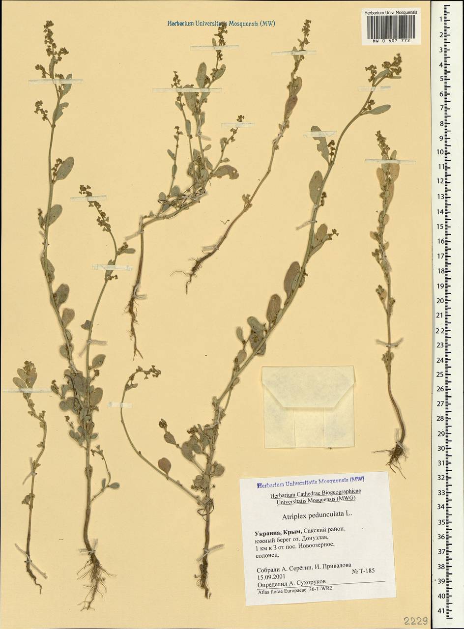 Halimione pedunculata (L.) Aellen, Crimea (KRYM) (Russia)