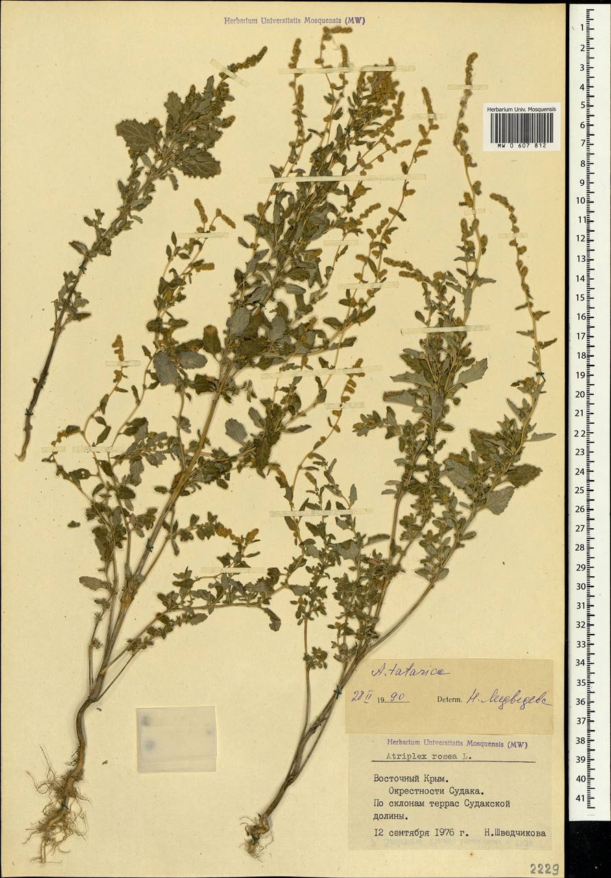 Atriplex tatarica L., Crimea (KRYM) (Russia)