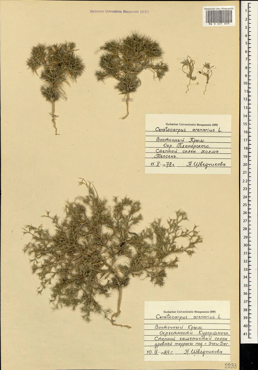 Ceratocarpus arenarius L., Crimea (KRYM) (Russia)