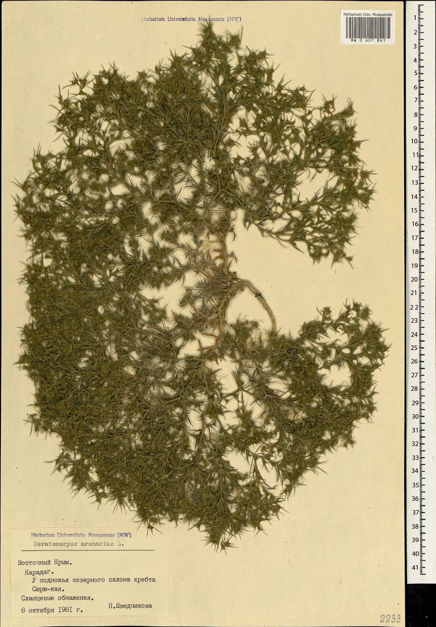 Ceratocarpus arenarius L., Crimea (KRYM) (Russia)