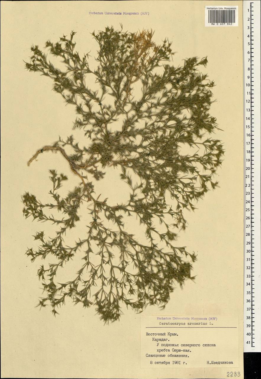 Ceratocarpus arenarius L., Crimea (KRYM) (Russia)