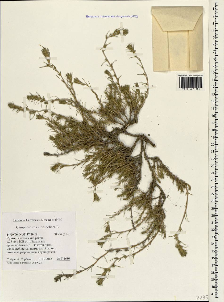 Camphorosma monspeliaca L., Crimea (KRYM) (Russia)