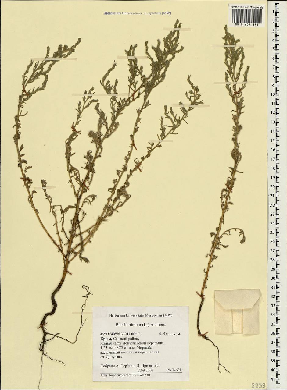 Spirobassia hirsuta (L.) Freitag & G. Kadereit, Crimea (KRYM) (Russia)