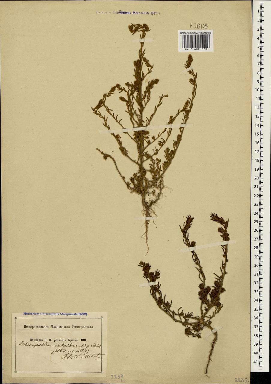 Sedobassia sedoides (Pall.) Freitag & G. Kadereit, Crimea (KRYM) (Russia)
