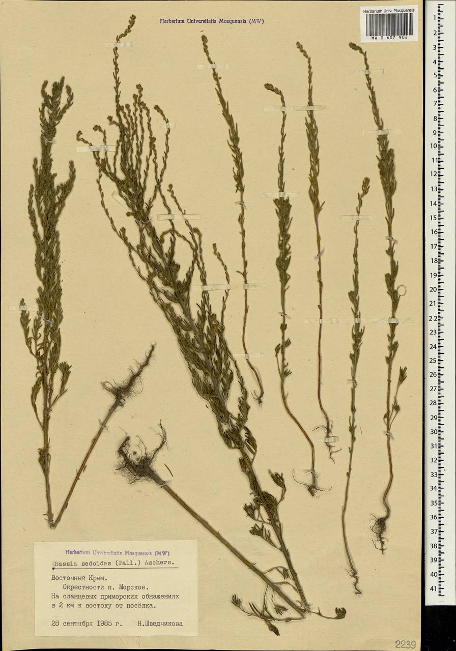 Sedobassia sedoides (Pall.) Freitag & G. Kadereit, Crimea (KRYM) (Russia)