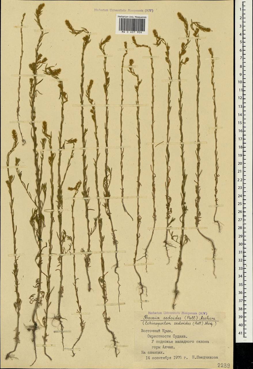Sedobassia sedoides (Pall.) Freitag & G. Kadereit, Crimea (KRYM) (Russia)
