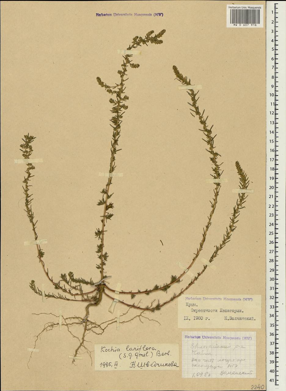 Bassia laniflora (S. G. Gmel.) A. J. Scott, Crimea (KRYM) (Russia)
