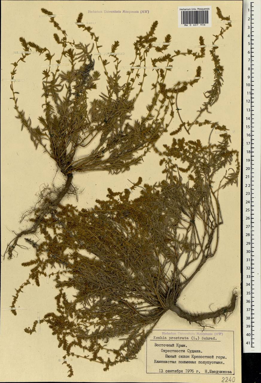 Bassia prostrata (L.) Beck, Crimea (KRYM) (Russia)