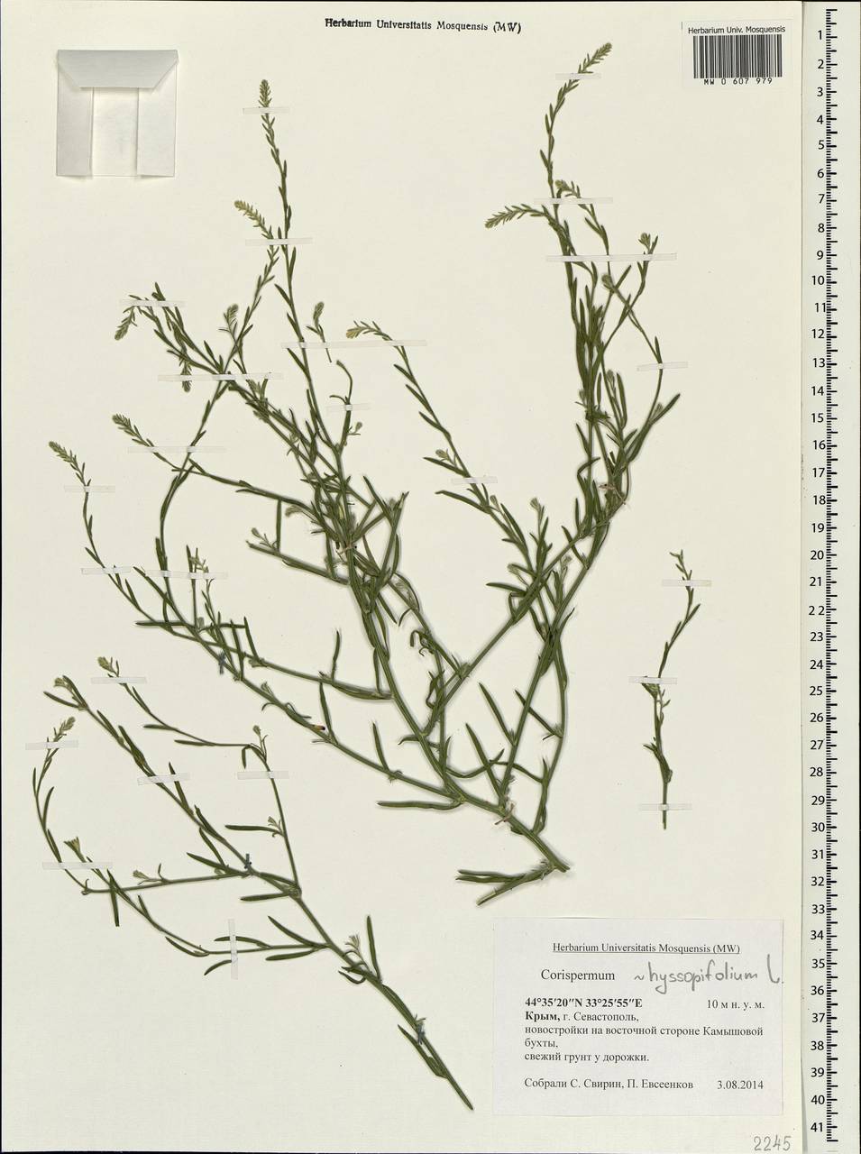 Corispermum hyssopifolium L., Crimea (KRYM) (Russia)