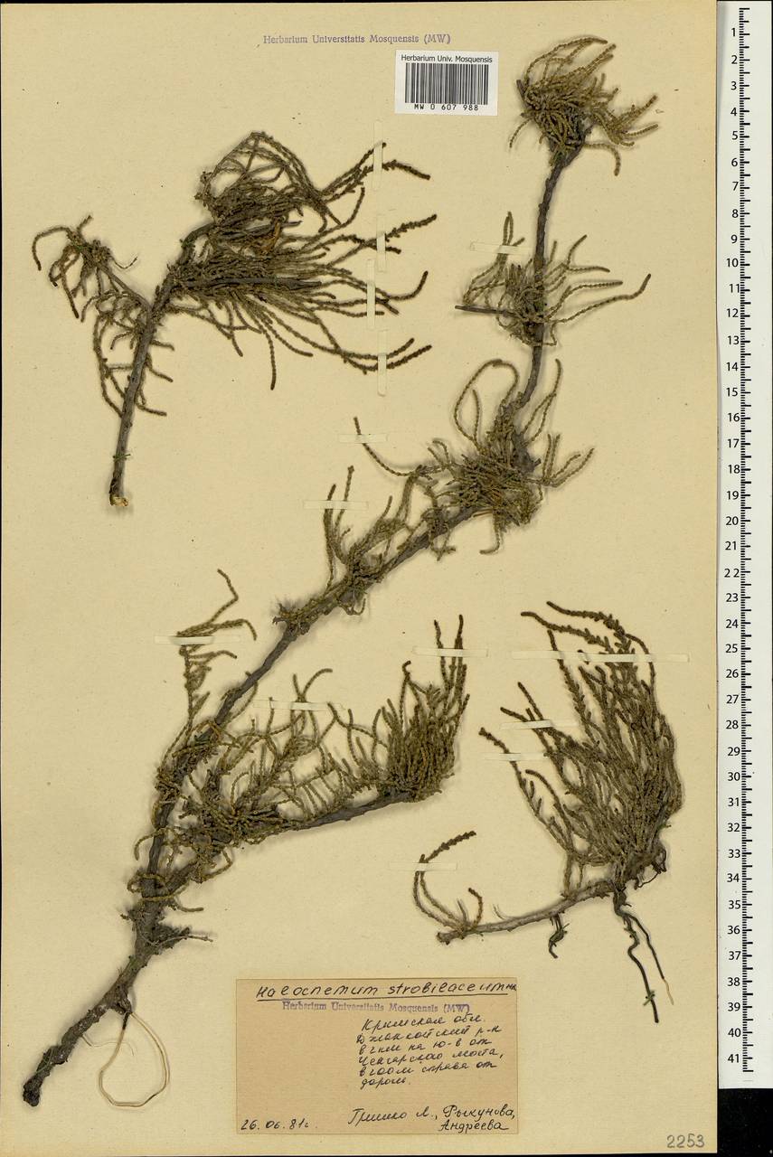 Halocnemum strobilaceum (Pall.) M. Bieb., Crimea (KRYM) (Russia)