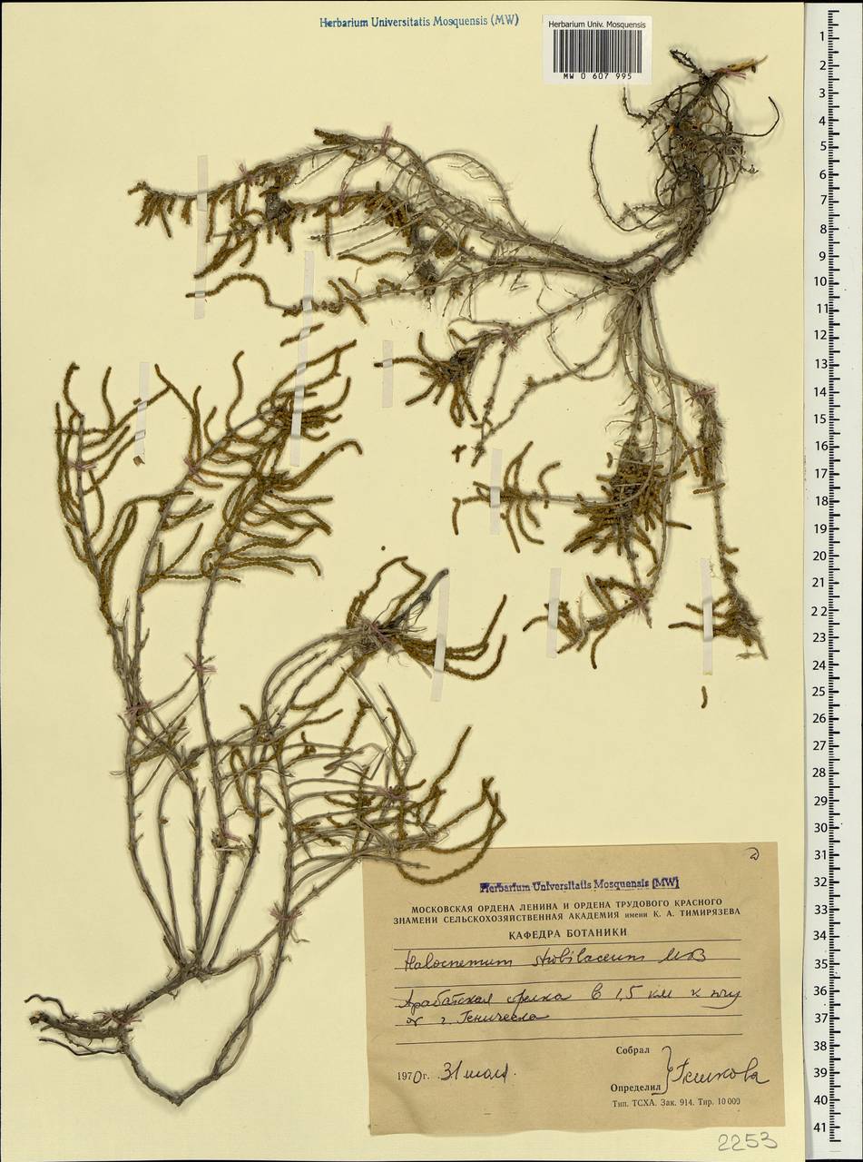 Halocnemum strobilaceum (Pall.) M. Bieb., Crimea (KRYM) (Ukraine)
