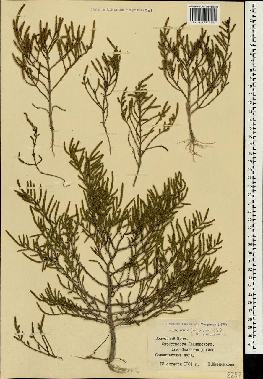 Salicornia europaea L., Crimea (KRYM) (Russia)