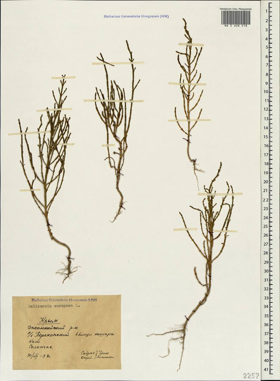 Salicornia europaea L., Crimea (KRYM) (Russia)