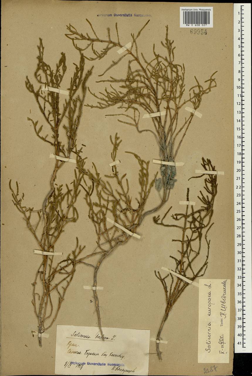 Salicornia europaea (Moss) Lambinon & Vanderp., Crimea (KRYM) (Russia)