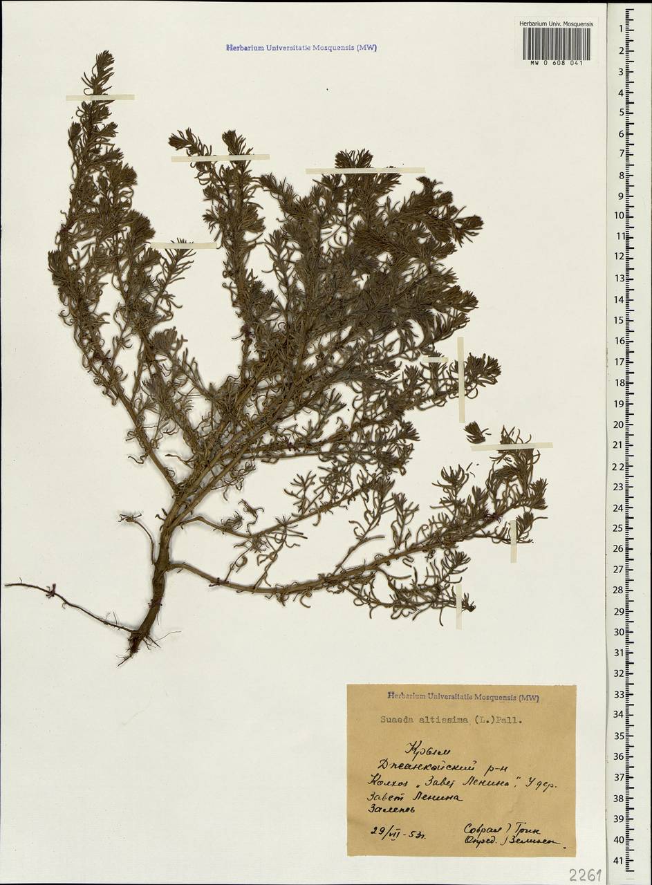 Suaeda altissima (L.) Pall., Crimea (KRYM) (Russia)