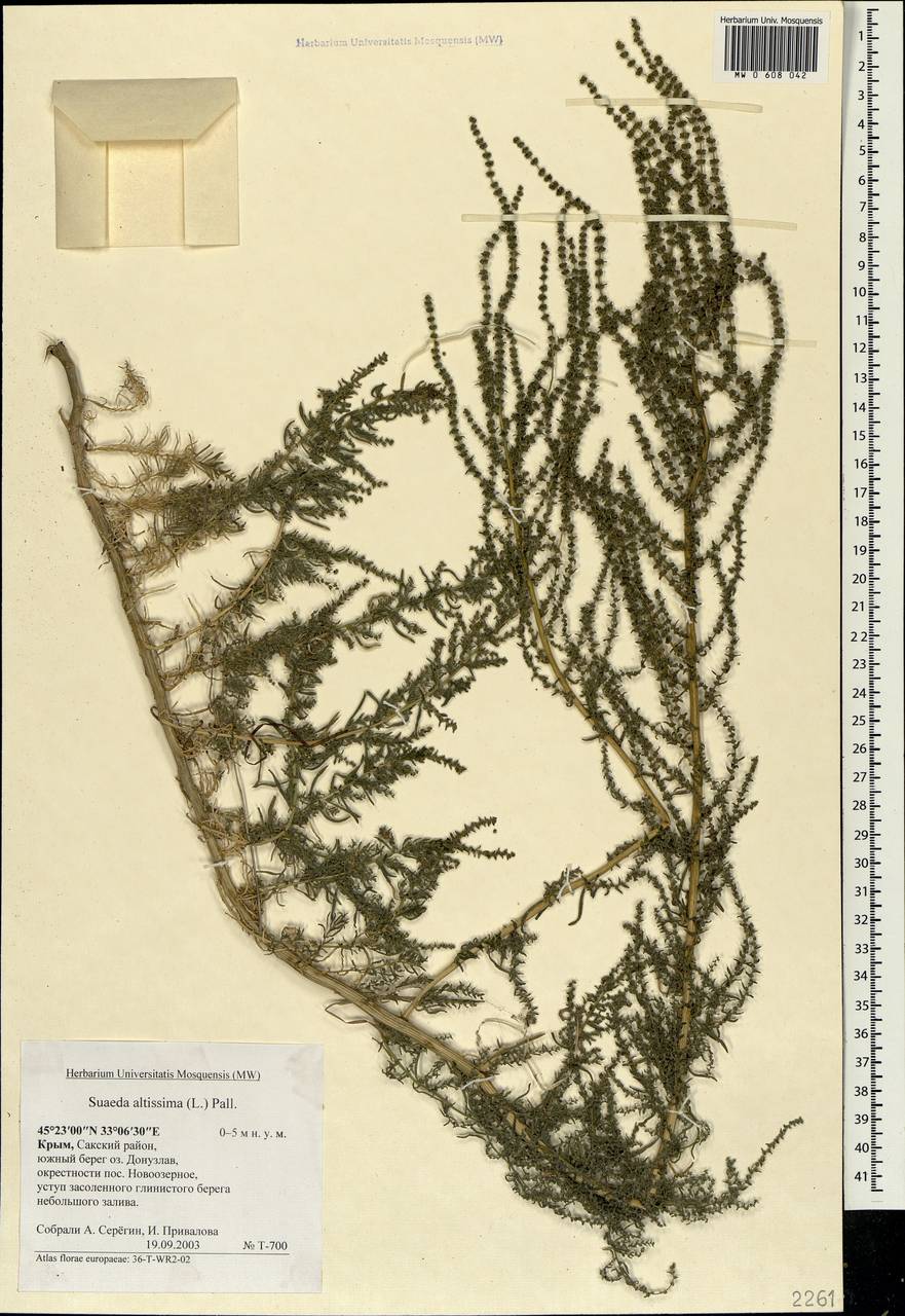 Suaeda altissima (L.) Pall., Crimea (KRYM) (Russia)