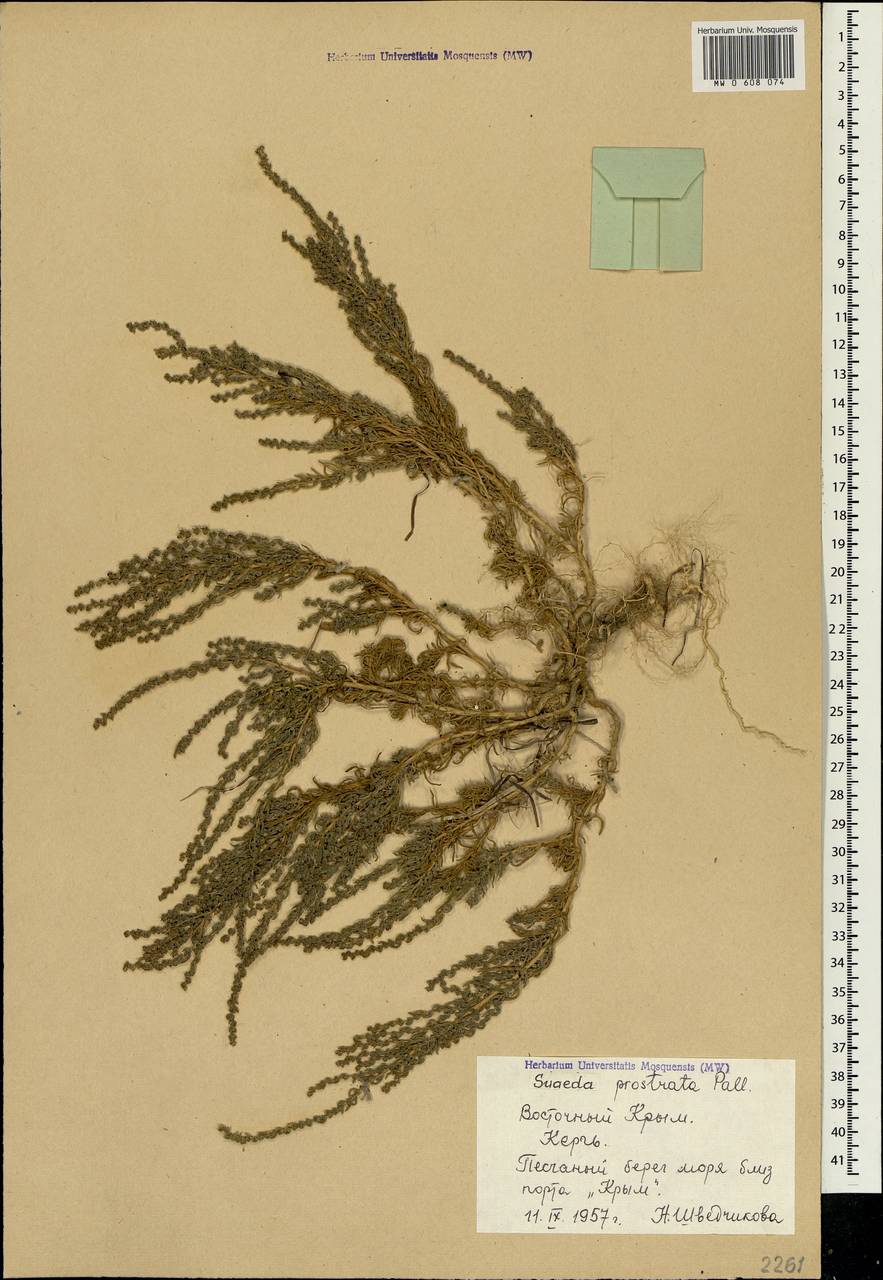 Suaeda prostrata Pall., Crimea (KRYM) (Russia)