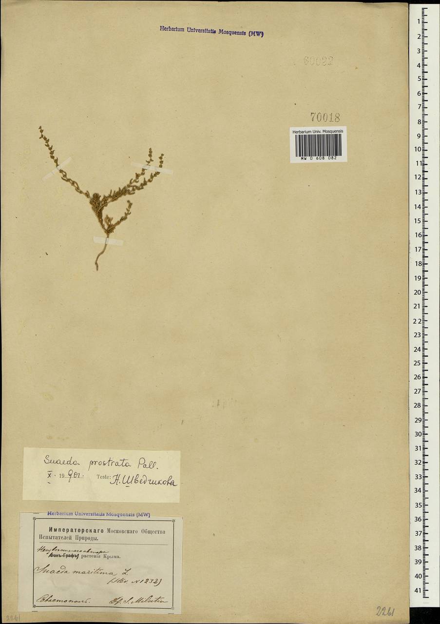Suaeda prostrata Pall., Crimea (KRYM) (Russia)