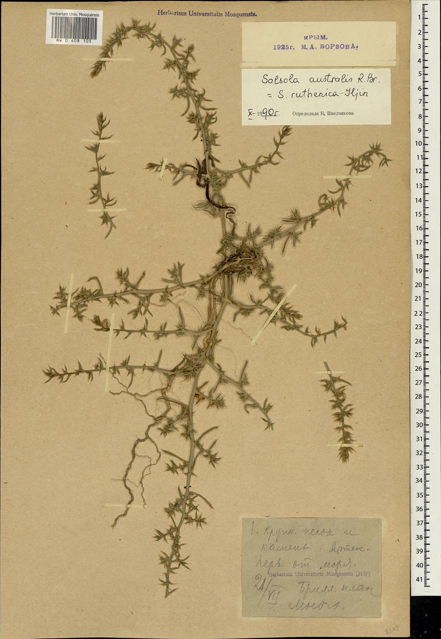 Salsola australis R.Br., Crimea (KRYM) (Russia)