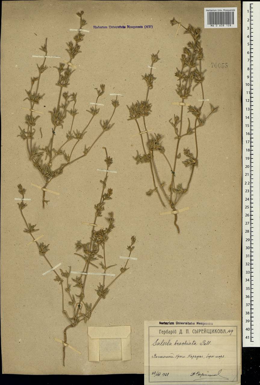 Pyankovia brachiata (Pall.) Akhani & Roalson, Crimea (KRYM) (Russia)